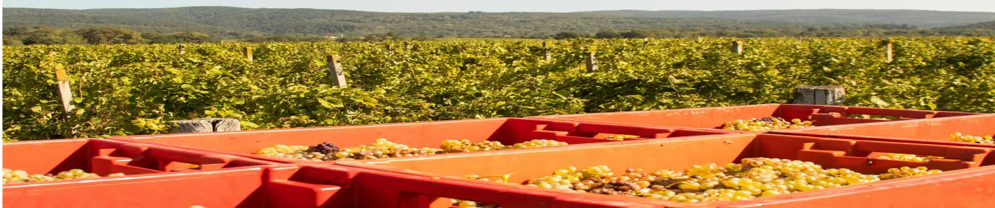 O nama - Vina Čergar