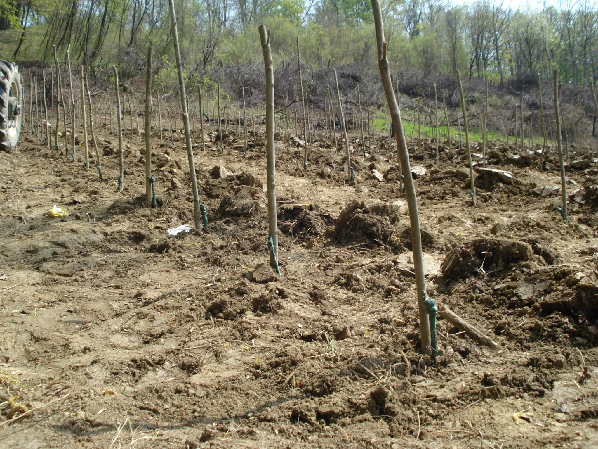 Sadnja vinograda Stružnjak 2010