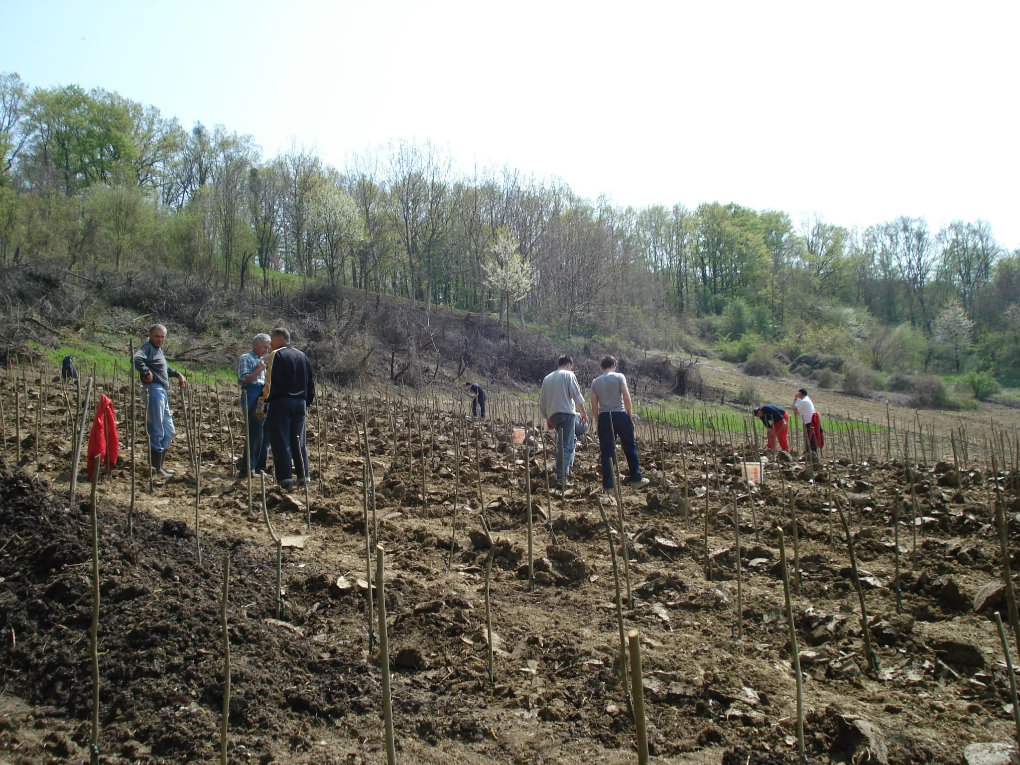 Sadnja vinograda Stružnjak 2010
