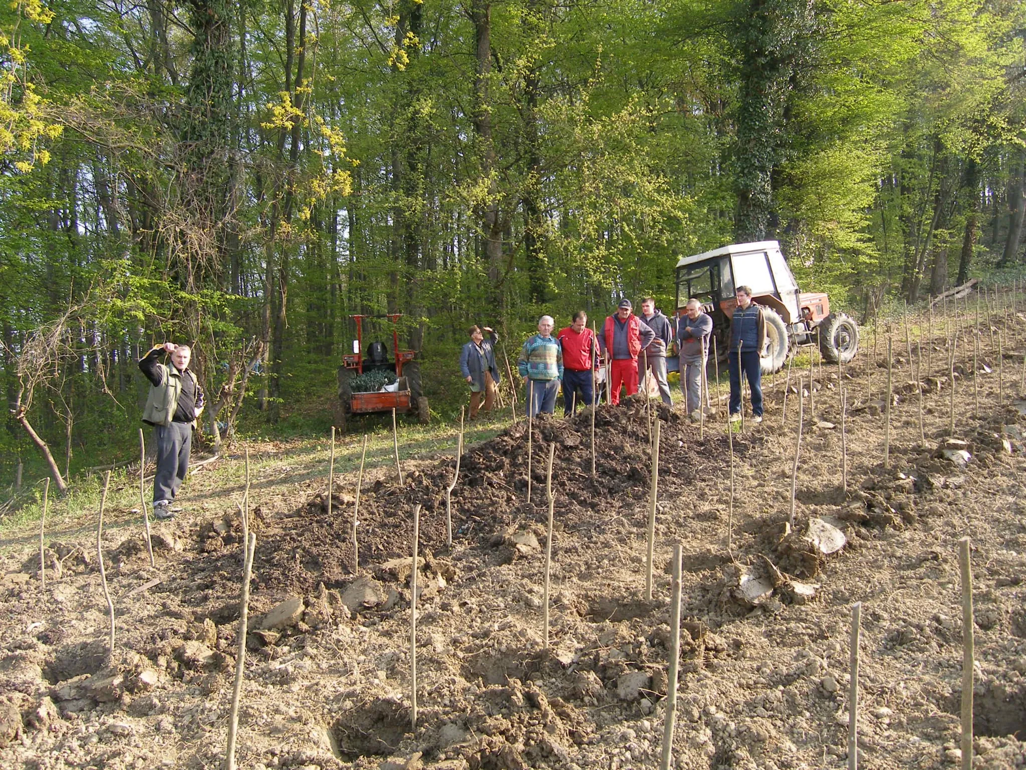 Sadnja vinograda Stružnjak 2010