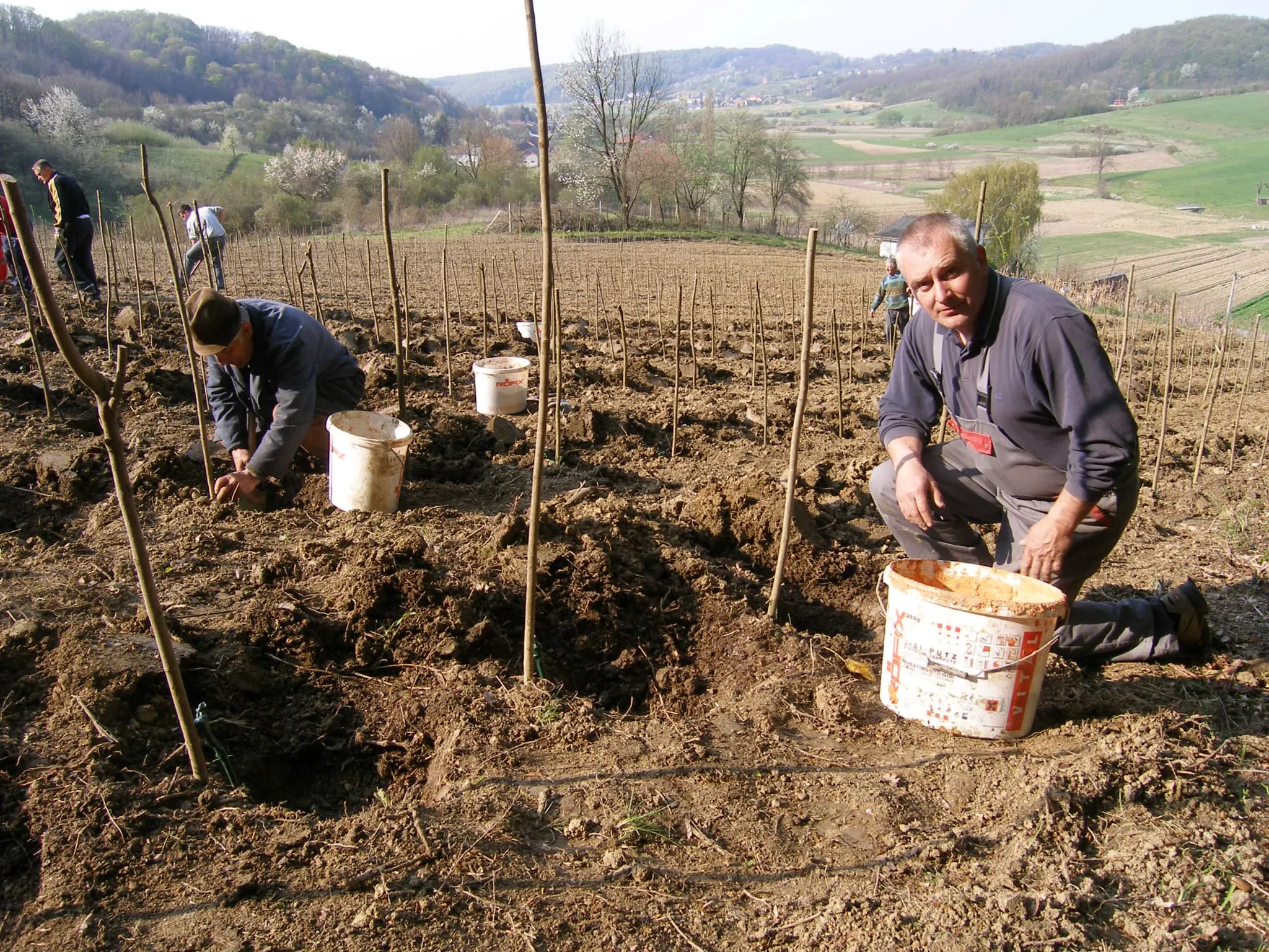 Sadnja vinograda Stružnjak 2010