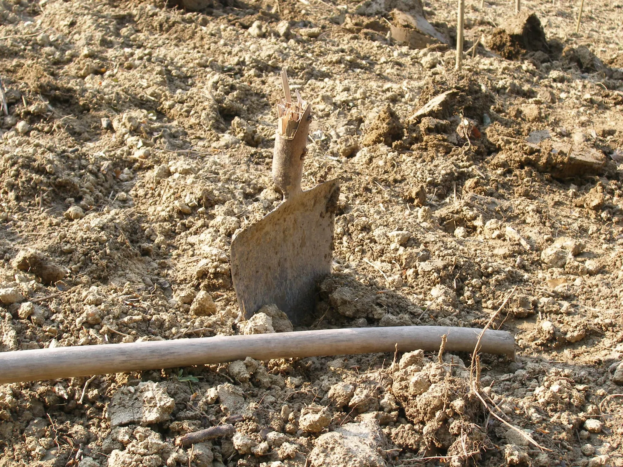 Sadnja vinograda Stružnjak 2010