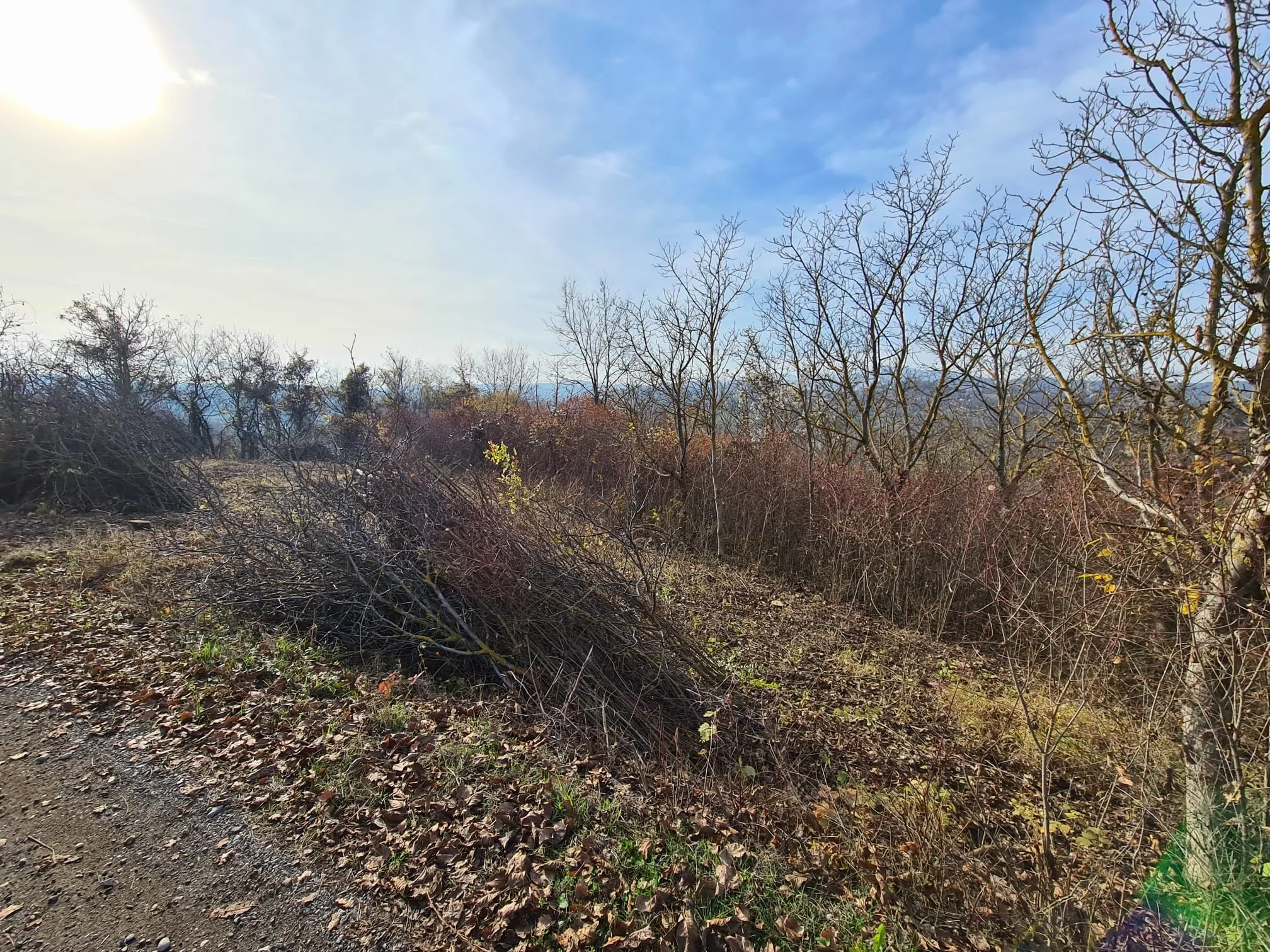 Osnivanje vinograda Trijem