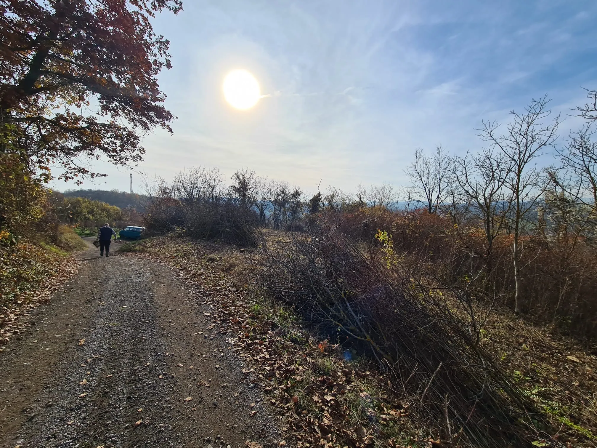 Osnivanje vinograda Trijem