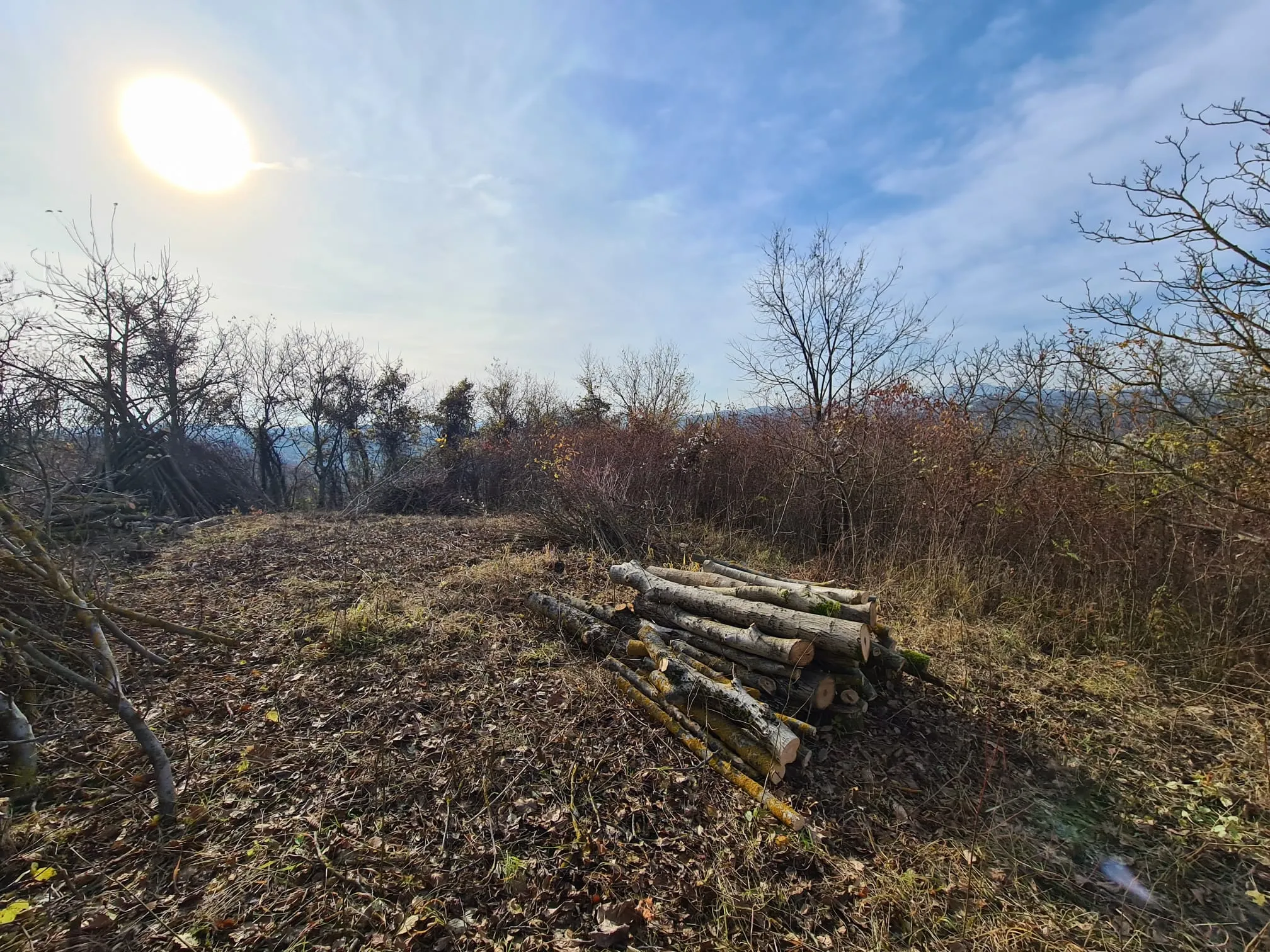 Osnivanje vinograda Trijem