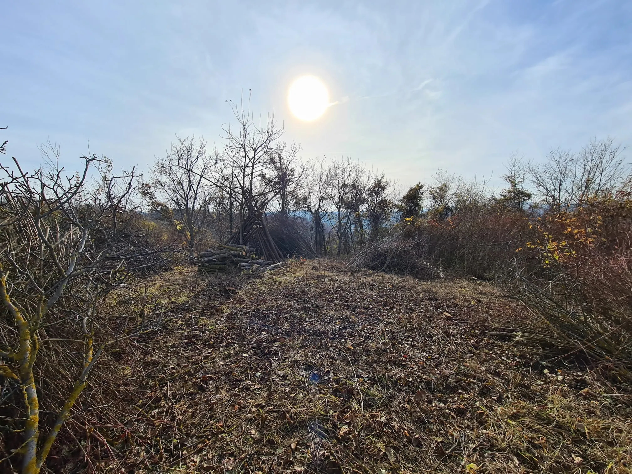 Osnivanje vinograda Trijem