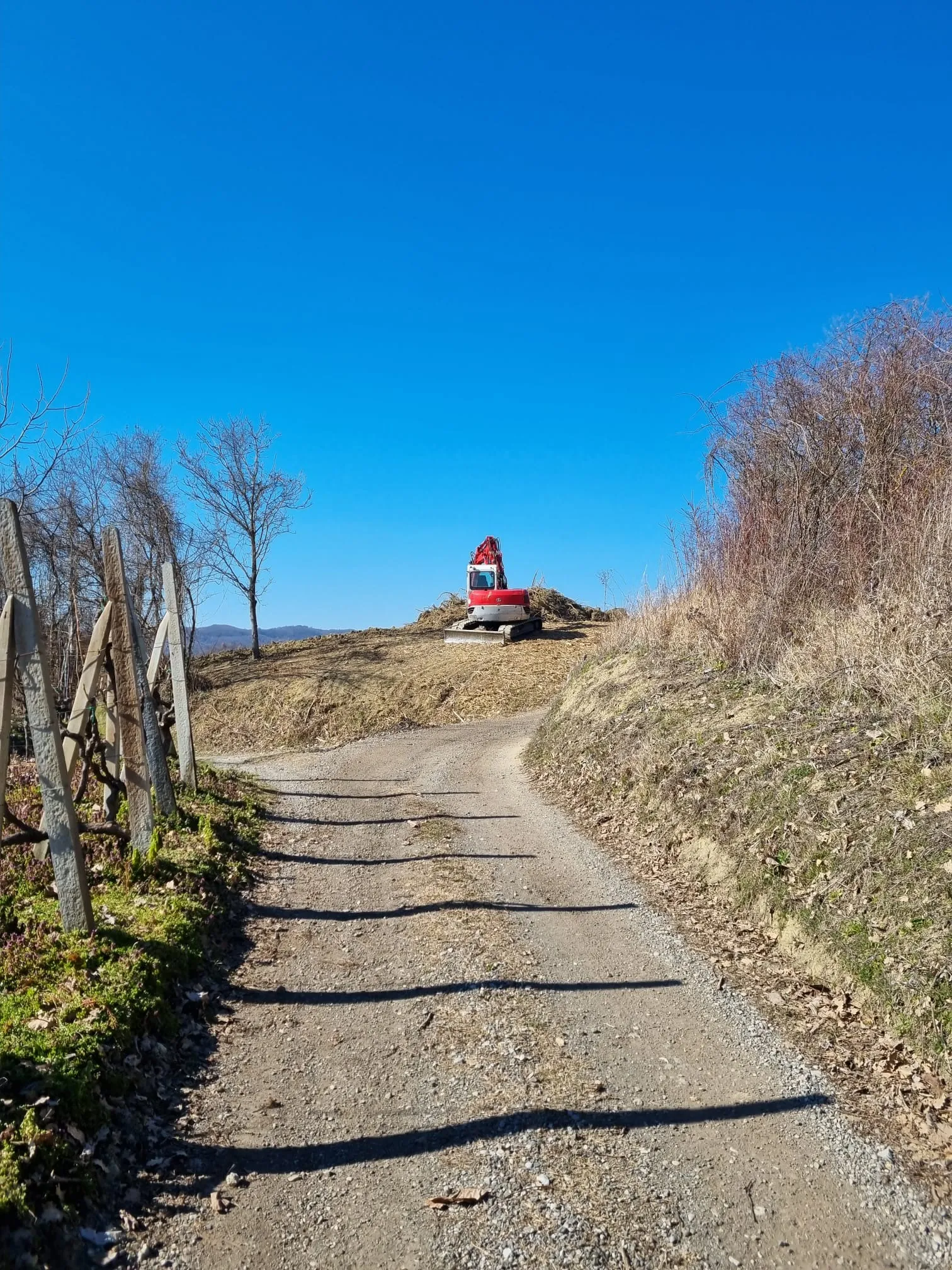 Osnivanje vinograda Trijem