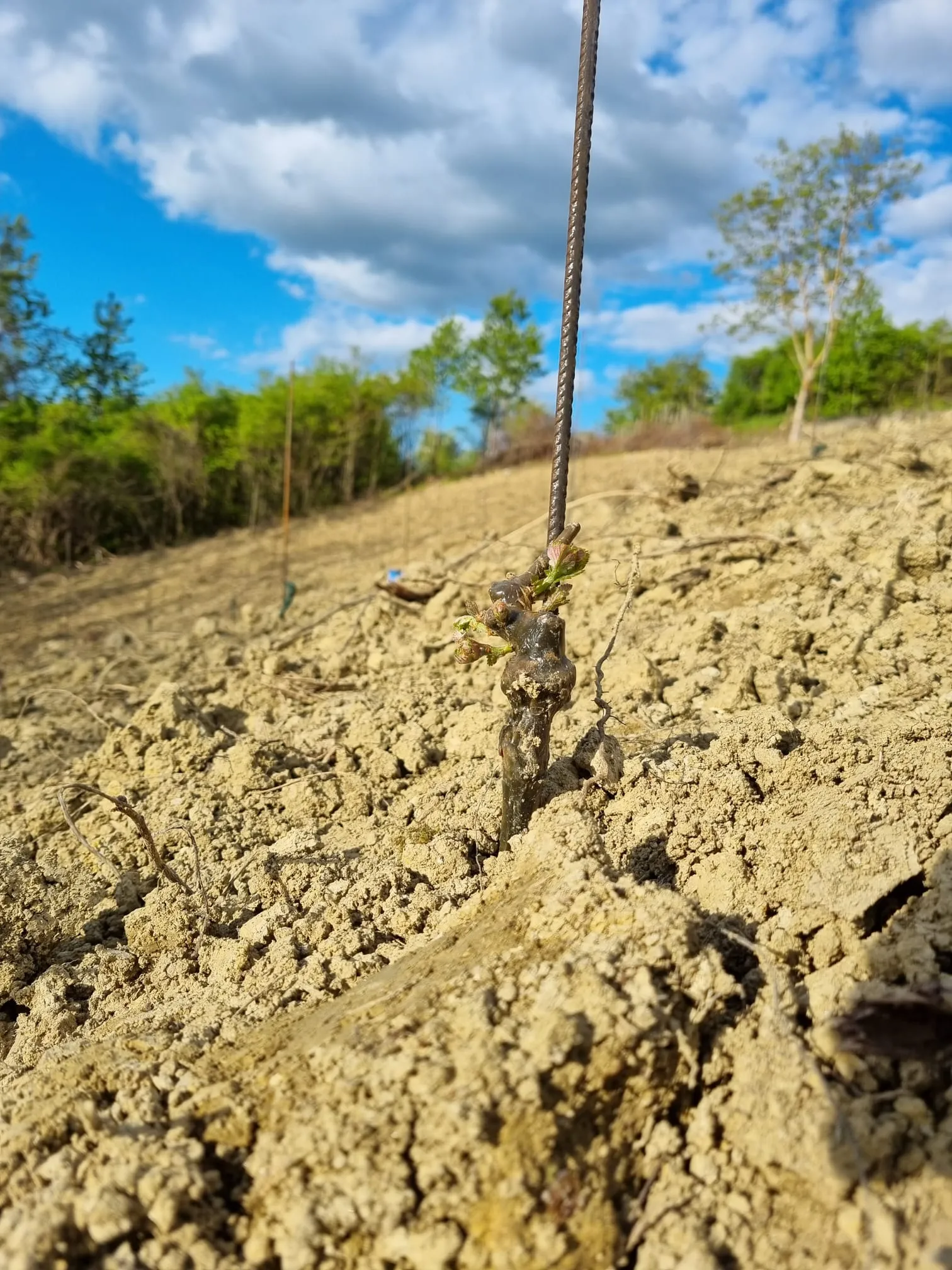 Vinograd Trijem danas